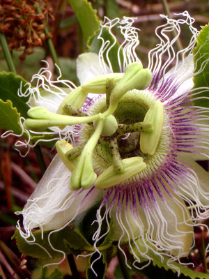 Blüte einer Passionsblume