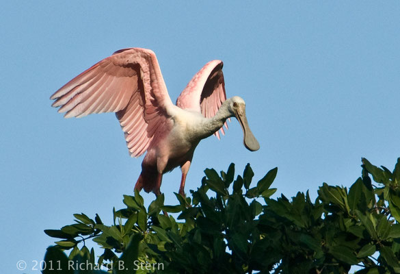 Roseate Spoonbill: The roseate spoonbill is a gregarious wading bird of the ibis and spoonbill family, Threskiornithidae.