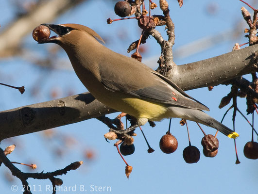 Cedar Waxwing: The cedar waxwing is a member of the family Bombycillidae or waxwing family of passerine birds.