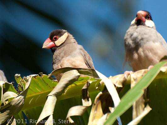 Java Sparrow: A notable feature of passerines compared to other orders of Aves is the arrangement of their toes, three pointing forward and one back, which facilitates perching.