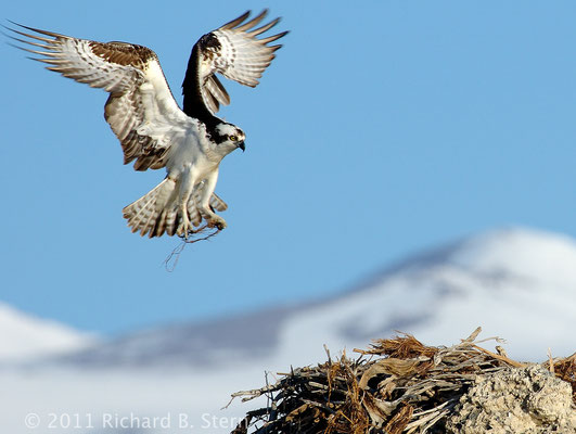 Osprey building a nest at Mono Lake