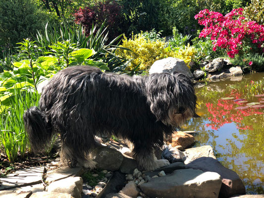 Wenn es doch mal zu warm wird haben wir unseren eigenen Hundepool zur Abkühlung