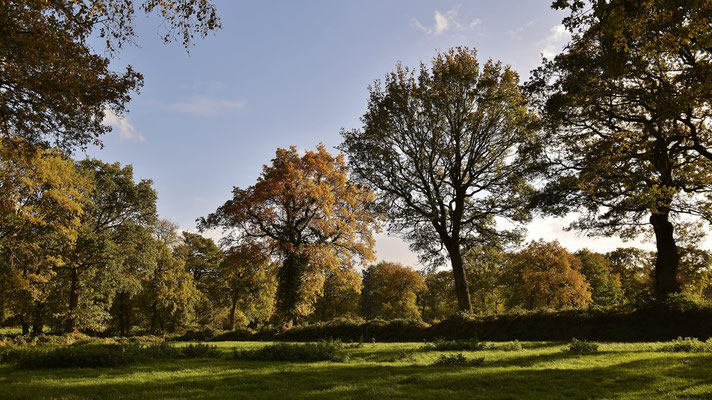 Wallhecken in Ostfriesland