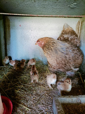 Poussins Brahma mai 2025