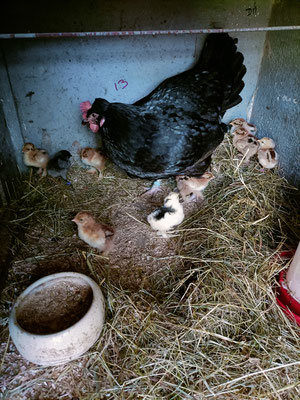 Poussins Brahma et Médicis x araucana mai 2025