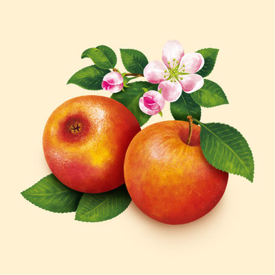 © Illustration für Beutelsbacher Fruchtsaftkelterei GmbH, Auftraggeber: Dittus Design | Packaging Design & Branding