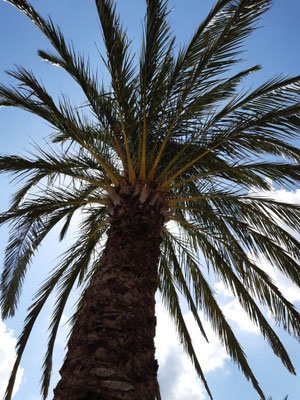 Palme in Bad Pyrmont