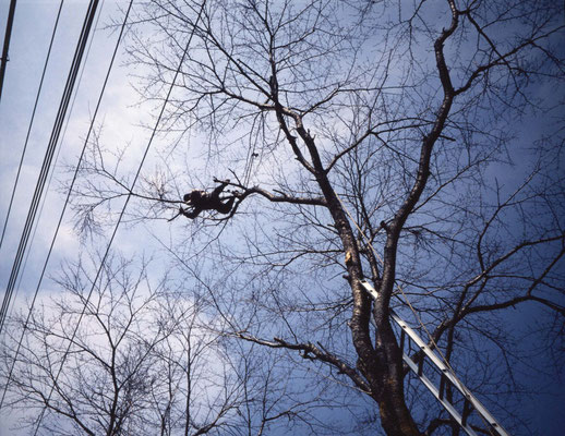 住宅街の桜の木、電線にかかる枝先を払う。梯子も届かぬ枝を伝っての作業。