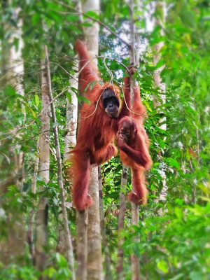 orangutan in Bukit Lawang