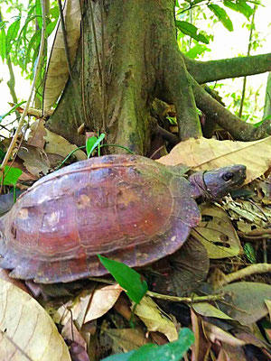 turtle in Gunung Leuser national park
