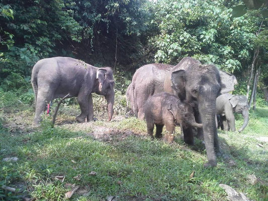 elephants in Tankahan