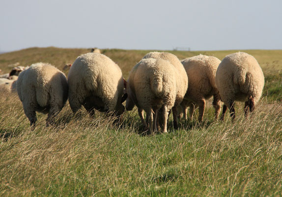 Bensersiel - Ostfriesland 2012