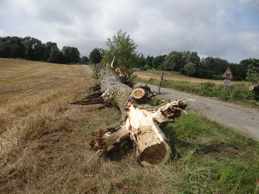 l'arbre débité