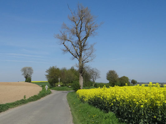 Voici cet arbre tel qu'il était au printemps