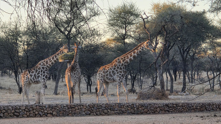 GIRAFFE ALL'OMARURU GAME LODGE – TOUR OFFROAD TOTAL
