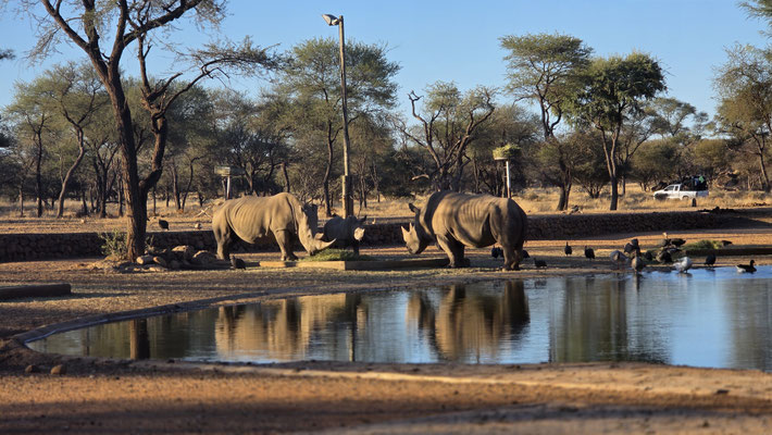 RHINOCÉROS PRÈS DU POINT D'EAU À L'OMARURU GAME LODGE.