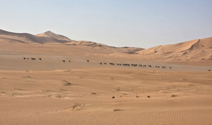 KAMELHERDE IN DER WÜSTE OMAN RUB AL KHALI