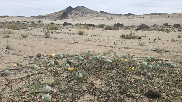 MELONS DU DÉSERT POUSSANT DANS LE DÉSERT DU NAMIB, AVEC LES MONTAGNES EN ARRIÈRE-PLAN, EN NAMIBIE.