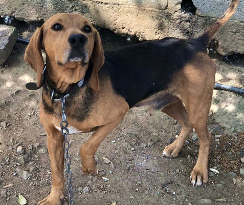 Ein Bedingungsloses Leben Teil Ii Saving Dogs E V