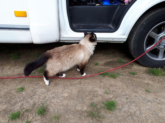 Die Katze kam dann noch auf einen kurzen Besuch. Barny war entspannt. Er kennt seine Größe 