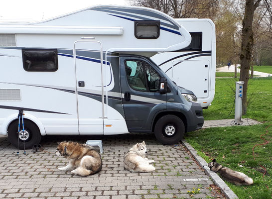 Unsere direkten Nachbarn auf dem Wohnmobilstellplatz. Die jaulen wie Wölfe