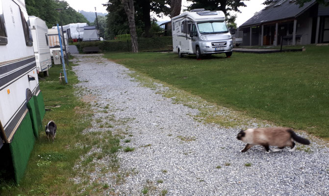 Neue Gäste, eine riesige und freundliche Katze ist eingetroffen.  Barny tut so als hätte er sie nicht gesehen