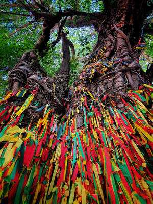 Sacred Trees can be found in many places