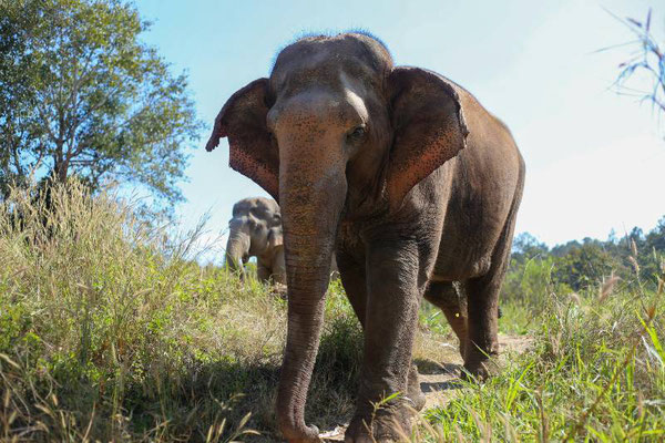 Elephant Adventure in Thailand