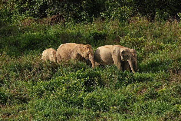 Wild Elephants at Kuiburi Nationalpark