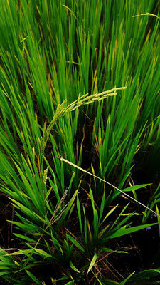 Ricefields in full bloom