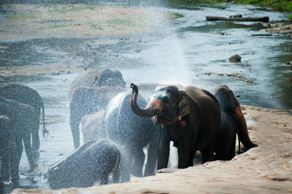 Elephant bathing Thailand