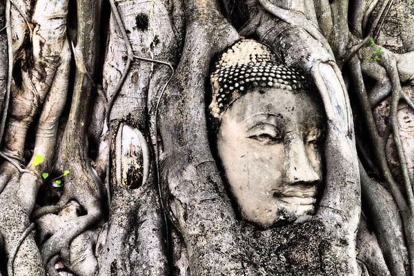 Buddha Head in a Tree