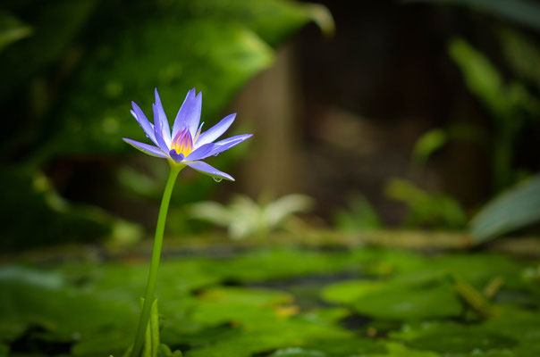 Thai  Lotus 