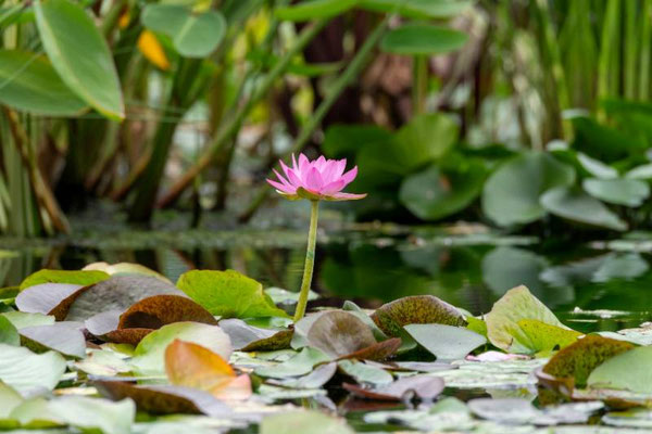 Thale Noi Lotus Lake