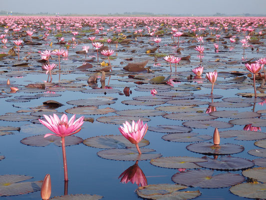 Pink Lotus on an Eco Tourism Trip