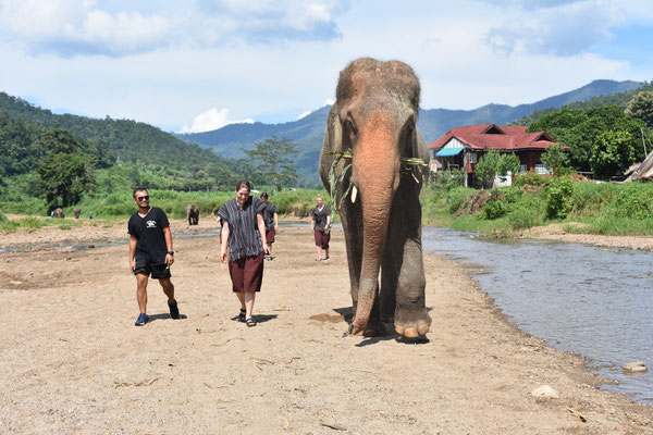 Elephant Care Program 