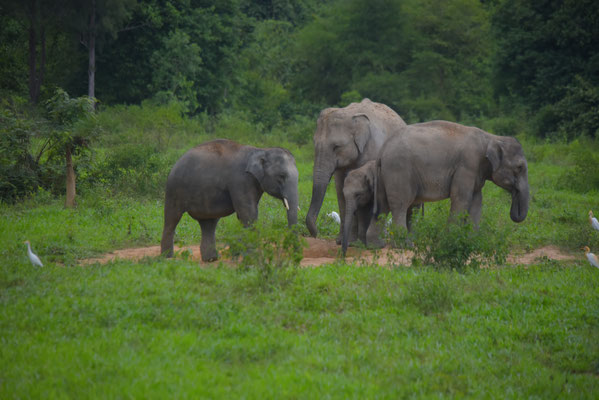 Elephants with Baby 