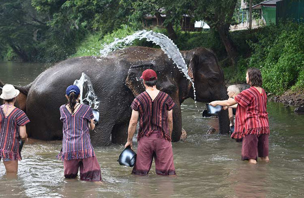 Elephant Care