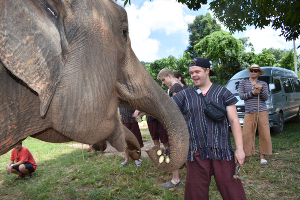 Elephant feeding time