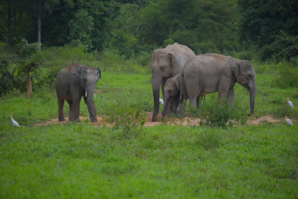 Wild Elephants at Kuiburi National Park