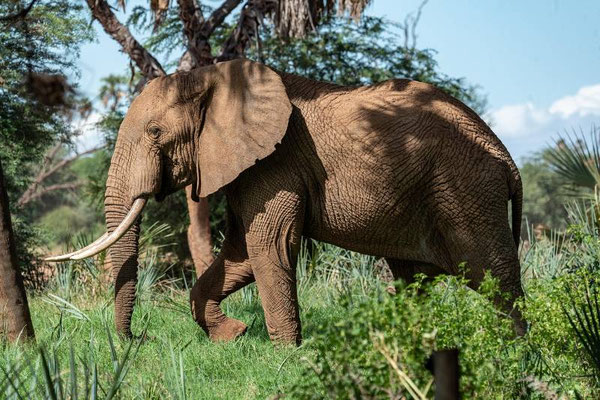 Kuiburi Elephant Safari