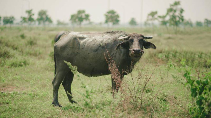Buffalo in the Village