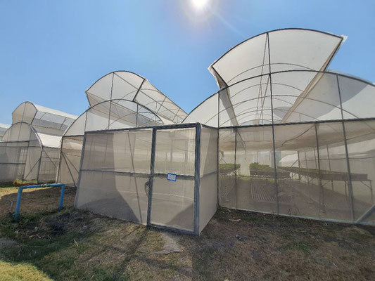 Greenhouse at Jaifah Farm