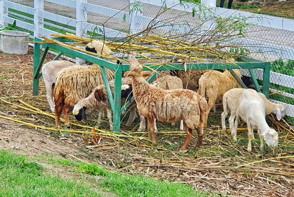 Happy Animals at Jaifah Farm