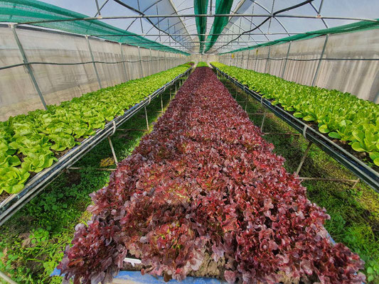 Organic Salad at Jaifa Farm 