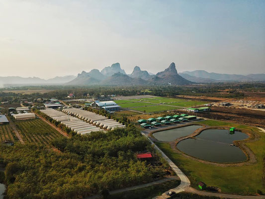 Aerial view of Jaifah Farm