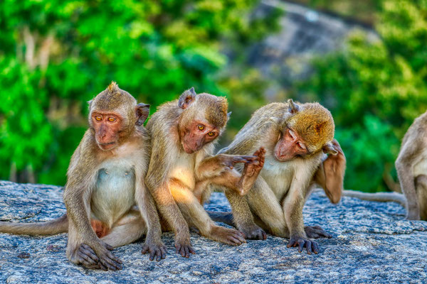 Monkeys outside of Khao Luang Cave