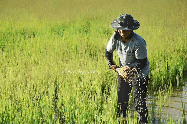 Rural Thai Farmer