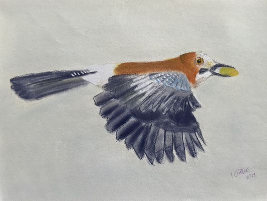 PRIVAT*Eichelhäher  |  29x39  |   Pastellkreide auf Papier