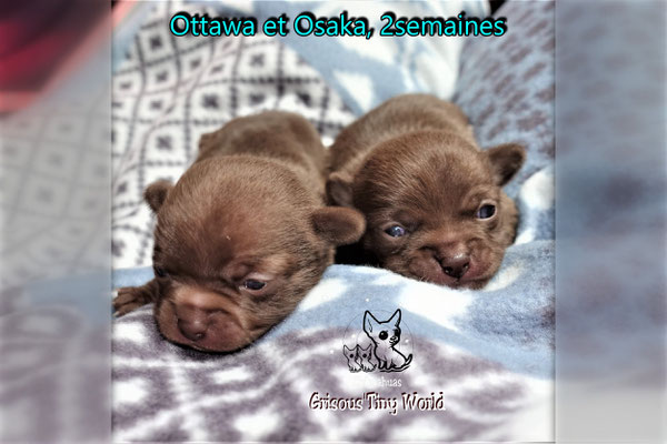 Chiots Chihuahua à 2 semaines